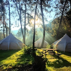 3 Tents Sunbeams Through Trees 246X247